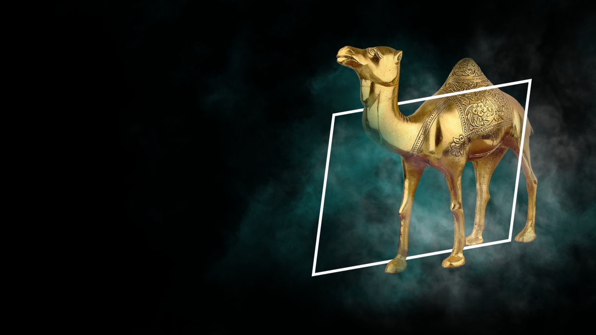 Camel background